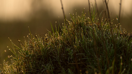 Fresh young grass in a early morning sunの写真素材
