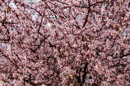 Japanese cherry blossom branchesの写真素材