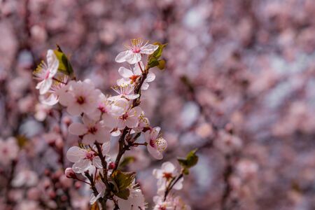 Japanese cherry blossom branches with bokehの写真素材
