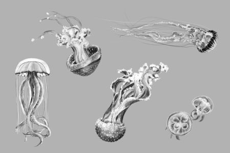 Black and white hand-drawing sketches of jellyfishの写真素材