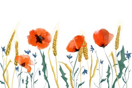 Watercolor poppies and wheat illustration on a white backgroundの写真素材
