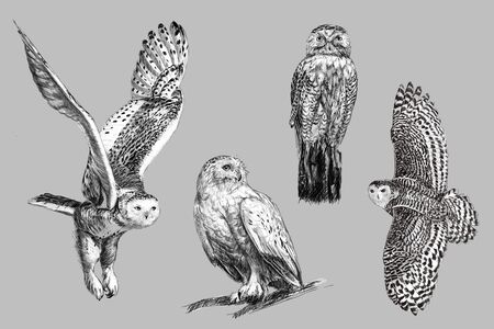 Black and white freehand sketch drawing of snow owlの写真素材