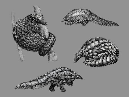 Black and white monochromatic freehand sketch of a pangolinの写真素材
