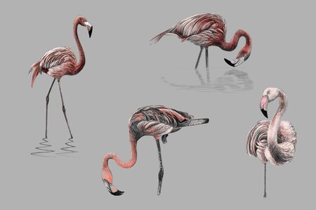 Monochromatic pink color hand drawing flamingosの写真素材