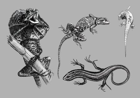 Black and white monochromatic freehand sketch of lizardsの写真素材