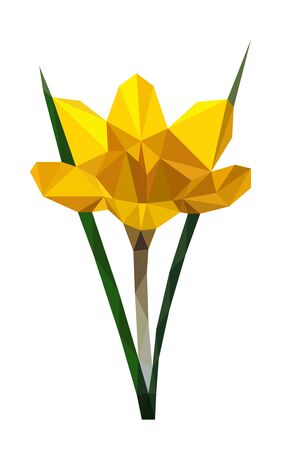 Colorful polygonal style design of blooming yellow crocus flowerのイラスト素材
