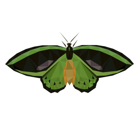 Colorful polygonal illustration of an green and black insect butterflyのイラスト素材
