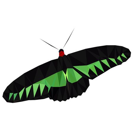 Colorful polygonal illustration of an green and black insect butterflyのイラスト素材