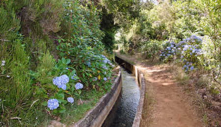 Water irrigation channel, called levada, and footpath for hiking near it, surrounded by blooming blue hydrangea flowers. Madeira island jungle, Portugal.の写真素材