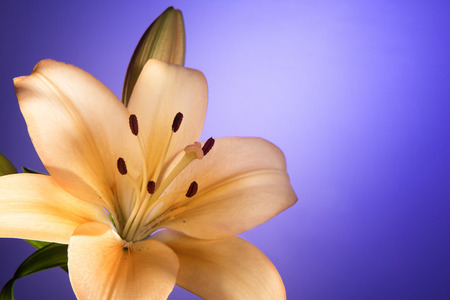 Peach colored lily flower and bud with soft golden glowing effect. Selective focus. Blue graduated background with copy space. の写真素材