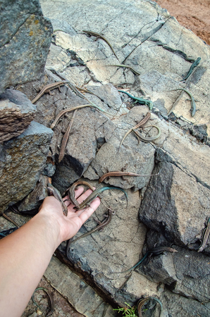 Running wild lizards on natural rocks. Few reptiles are looking for food in woman's hand stretched to rocks. Friendly interaction with wild life and environmental concepts. Picture made in natural environment in Madeira, Portugal.の写真素材
