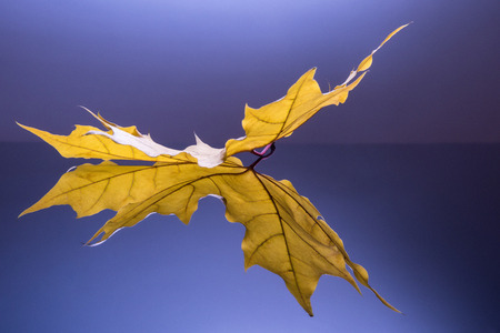 Studio shot of side view of golden yellow maple leaf and its reflection on blue background. Selective focus. Wallpaper with autumn theme.の写真素材