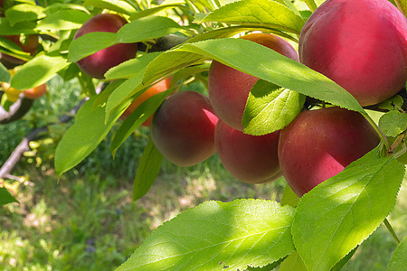 Few fresh juicy round red plums with leaves on tree branch in soft sunlight. Selective focus....