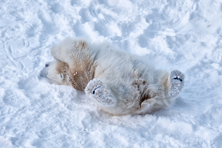 Cute furry big cub of white polar bear is playing alone. Young animal is lying on its back and enjoying the white clean snow. Photo made in winter season in park in Lapland, Finland.の写真素材