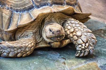 Portrait of large beige and brown African spurred tortoise. It is endangered species also known as Geochelone sulcate. Armoured animal is crawling on natural stone pavement. Selective focus.の写真素材