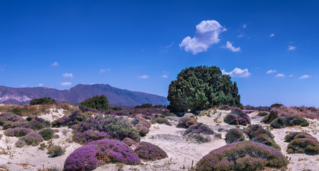 White sand dunes with plenty of blooming pink flowers, single green tree and mountain range at the horizon. Bright blue sky with few white clouds. Greeting card background with Crete island landscape.の写真素材
