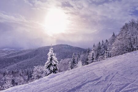 Beautiful winter view of Carpathian mountains covered by mixed forest. Trees are under heavy snow....
