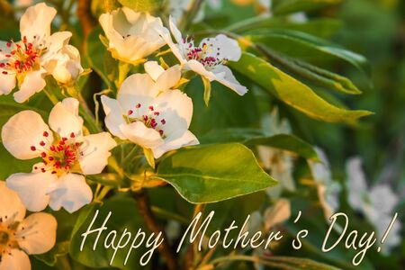 Greeting card with sign for Motherâs Day. Beautiful blooming pear tree branch with white flowers and red stamens in warm sunset sunlight. Selective focus. Unfocused garden in bloom at background.の写真素材
