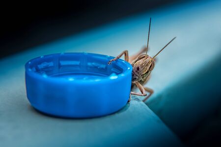 Close-up of brown grasshopper. Insect is resting on metal fence and holding bright blue plastic bottle cap filled with clean water. Selective focus. Coexistence of people and nature concept.の写真素材