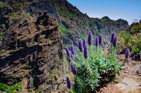 Blooming Echium fastuosum, also known as Pride of Madeira. Beautiful plant with large blue flowers...