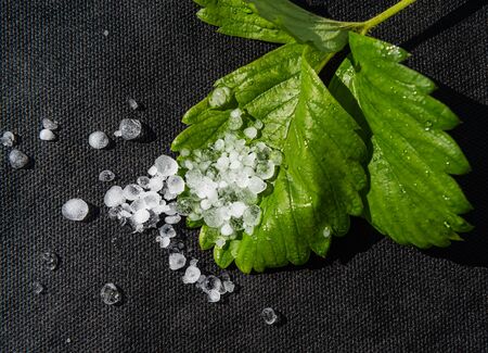 Close-up of green natural strawberry leaf covered by group of small real white and semi transparent...
