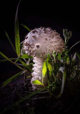 Close-up of beautiful white young Amanita mushroom on black background. It is a rare variety of amanita, called vittadinnii. Considered as eatable in some countries. Selective focus. Copy space.の写真素材
