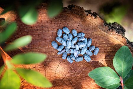 Freshly harvested honeysuckle berries and honeysuckle leaves on natural wooden stump surface....