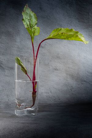 Close-up of fresh bright red and green beetroot leaves or small plant in glass filled with water....