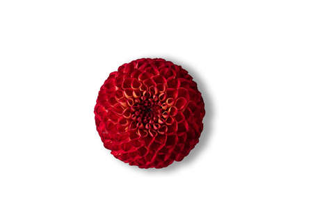 Bright red round dahlia with shadow isolated on white background. View from directly above. Copy space.の写真素材