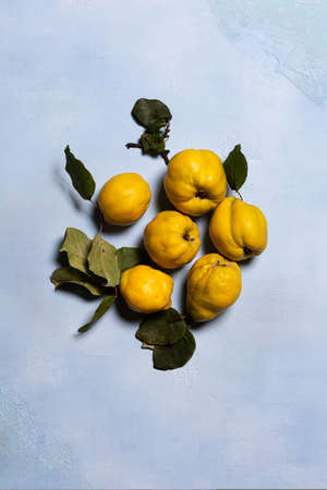 Organic ripe quince apples group on blue textured background. Directly above view. Fruits and leaves have natural imperfections, spots and scratches. Hard shadows. Vertical orientation. Copy space.の写真素材