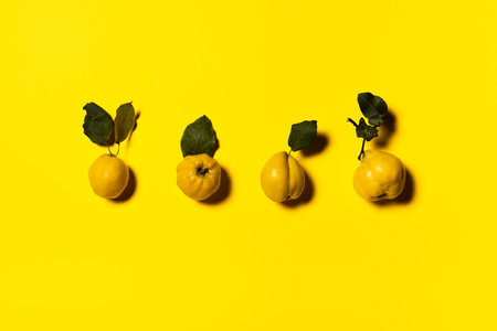 Row of organic quince apples on yellow paper background. Directly above view. Fruits and leaves have natural imperfections, spots and scratches. Hard shadows. Horizontal orientation. Copy space.の写真素材