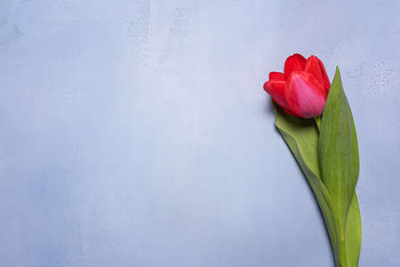 Single bright red and pink spring tulip with green leaves on blue textured concrete. Seasonal background with fresh natural flower and copy space. Horizontal orientation.の写真素材
