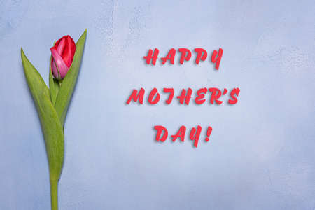 Natural fresh bright pink and red tulip flower bud with green leaves and Hapy Mothers Day greeting text on blue textured concrete background. Greeting card with spring flower. Horizontal orientation.の写真素材