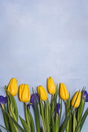 Bright yellow tulip and blue iris natural flowers with green leaves on blue textured concrete. Seasonal background with fresh natural flower flat lay and copy space. Vertical orientation. Copy space.の写真素材