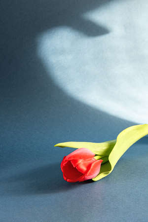 Bright red tulip with green leaves and hard abstract shadow on dark blue gray paper. Seasonal...
