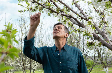 Retired but still good looking caucasian man in orchard garden. Man is looking up, full of attention while inspecting blooming fruit trees. Unfocused garden and sky at background. Selective focus.の写真素材