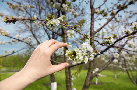 Hand of caucasian female agronomist inspecting beautiful blooming cherry tree in organic orchard garden. Unfocused cultivated trees, garden, blue sky and green grass at background. Selective focus.の写真素材