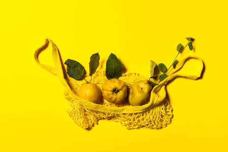 Group of quince apples with natural leaves and branch in yellow net string shopping bag. Flat lay on yellow paper. Fruits and leaves with natural spots and scratches. Horizontal orientation.の写真素材