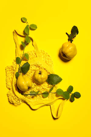Three quince apples, quince tree branches and yellow net string shopping bag. Flat lay on yellow paper background. Fruits and leaves have natural imperfections, spots and scratches.の写真素材