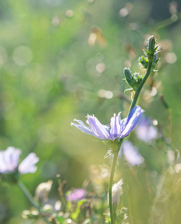 Blooming chicory stems in morning sunshine at summer meadow. This blue wildflower is used for alternative coffee drink. Wild flowers and green grass at background. Soft focus with bokeh. Copy space.の写真素材