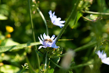 Blooming stems of chicory plant and bee that is pollinating blue flower. This plant is used for alternative coffee drink. Unfocused meadow with wild flowers at background. Soft focus. Summer season.の写真素材