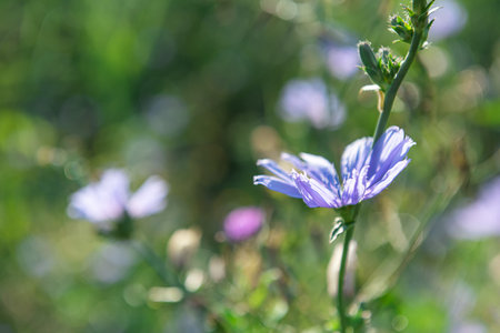 Close-up of blooming chicory stem at summer meadow. This blue wildflower is used for alternative coffee drink. Unfocused flowers and green grass at background. Soft focus, bokeh, copy space.の写真素材