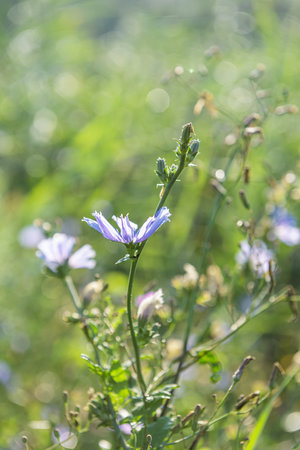 Group of blooming chicory stems in sunshine at summer meadow. This blue wildflower is used for alternative coffee drink. Flowers and green grass at background. Soft focus with bokeh and copy spaceの写真素材