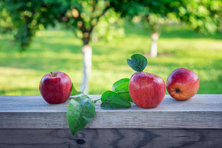 Bright red apples and green apple tree leaves on old wooden plank. Three freshly harvested organic fruits with unfocused orchard garden at background. Healthy eating concept. Selective focus.の写真素材