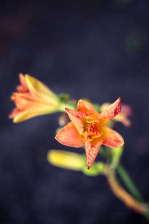 Close-up of beautiful blooming inflorescence of daylily or Hemerocallis with few pastel orange...