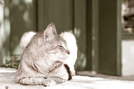 Sleeping Domestic cat. Tired, Cute Lazy Rest Relaxationの写真素材