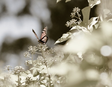 Monarch butterfly on a flower. Summer day.