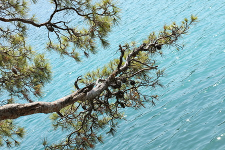 Lake in deep forest of Croatia in the afternoon.の写真素材