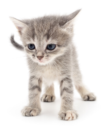 Small gray kitten isolated on white background.の写真素材