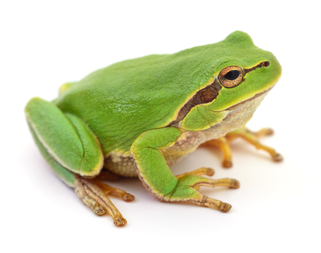 Small green frog isolated on white background.の写真素材